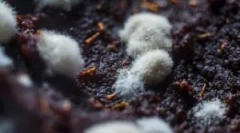 Szkoda i niebezpieczeństwo grzybów pleśni